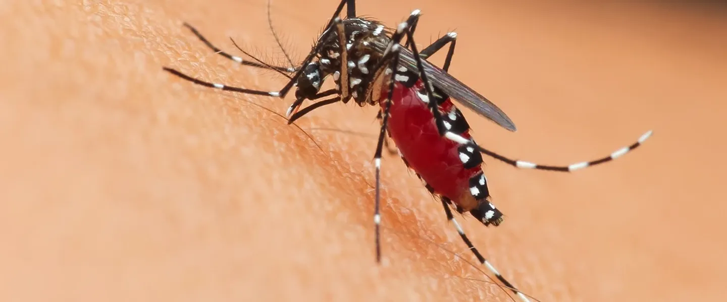 You won’t believe these 10 shocking facts about mosquitoes! 😱 From their deadly impact to their surprising habits, these tiny creatures are more dangerous than you think. #MosquitoFacts #StaySafe #BugBites