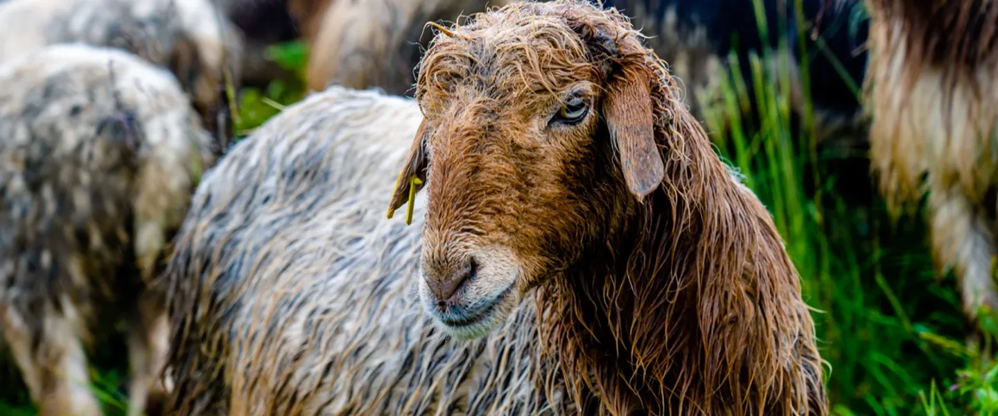 Did you know sheep can recognize up to 50 faces? 🐑 Discover the world of these gentle grazers and their role in agriculture!