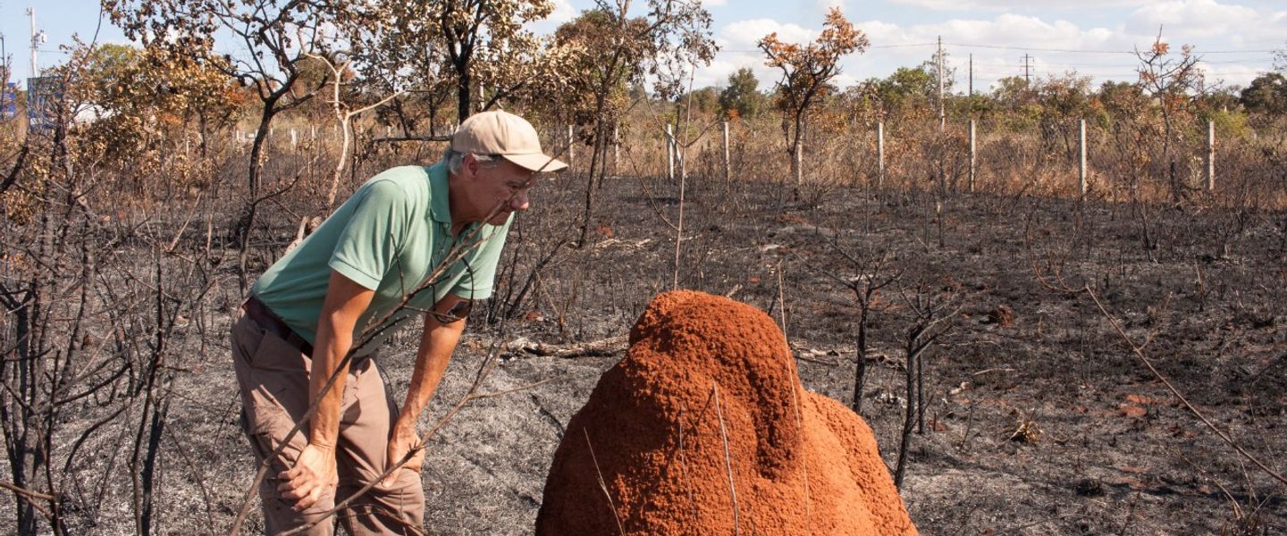 Did you know termites can eat 1/2 pound of wood daily? These unsung heroes enrich our soil and support ecosystems! #Termites