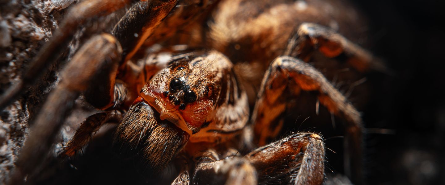 Did you know wolf spiders can leap 20 times their body length? These fascinating predators are nature's pest controllers! 🕷️✨